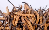 Cordyceps Sinensis